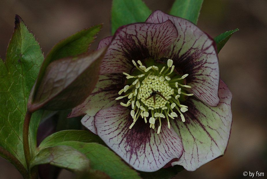 Helleborus 4 Schmiemann 2007 22-03-2009