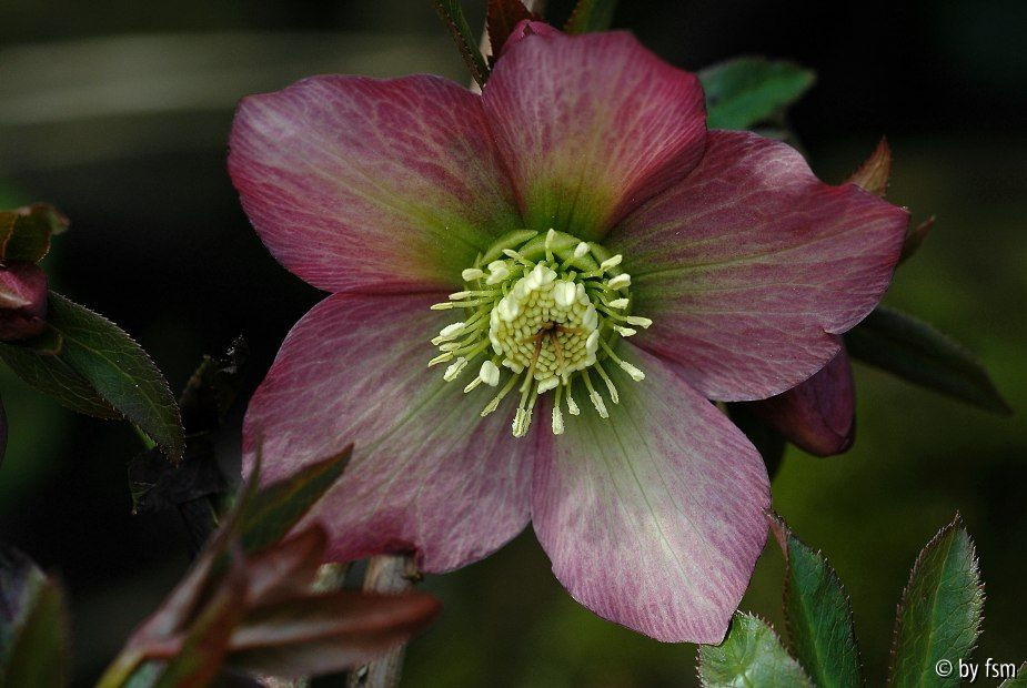 Helleborus 2 Martine de Smedt 2006 22-03-2009