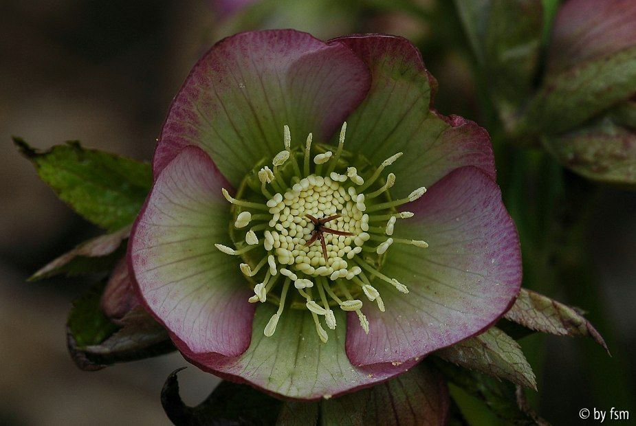 Helleborus 3 Schmiemann 2007 22-03-2009