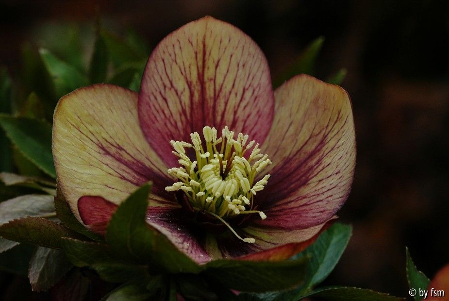 Helleborus 1 Detail Schmiemann 2006 22-03-2009