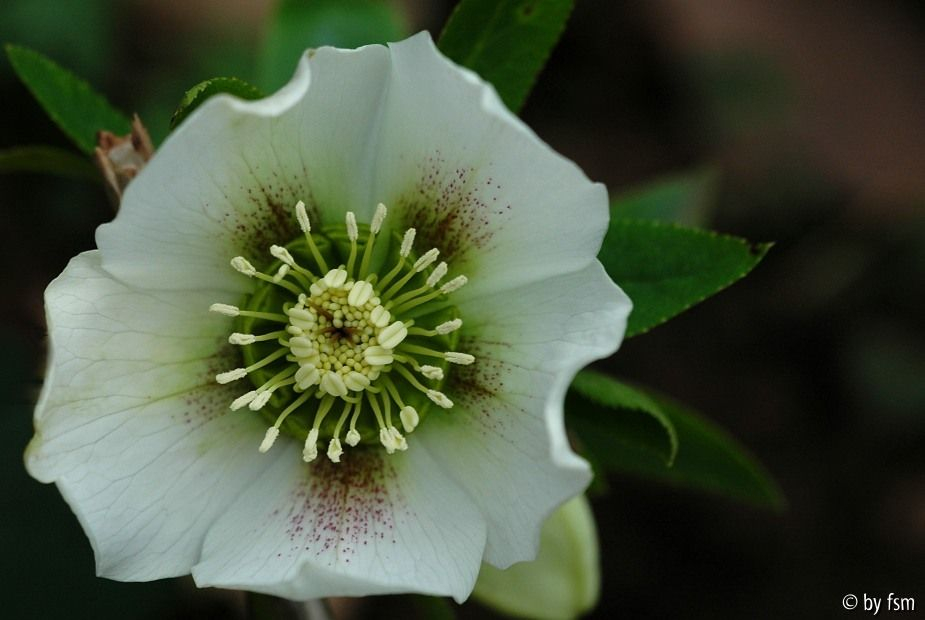 Helleborus 2 Ferdinandushof 2008 22-03-2009