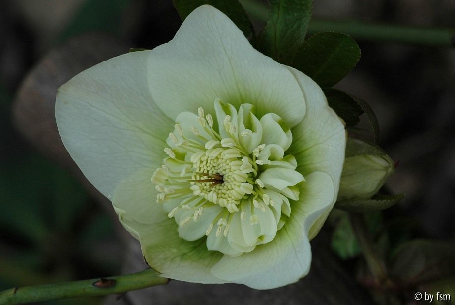 Helleborus 2 Coen Van Pouke 2008 22-03-2009