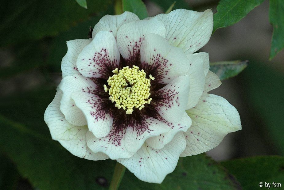 Helleborus 1 Coen Van Pouke 2008 22-03-2009