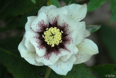 Helleborus 1 Coen Van Pouke 2008 22-03-2009