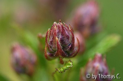 Säckelblumenknospe