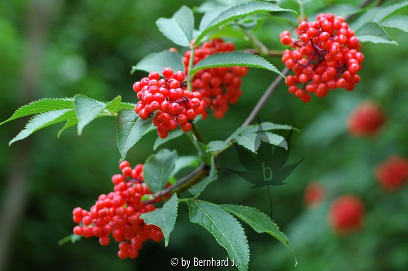 Sambucus racemosa - Traubenholunder