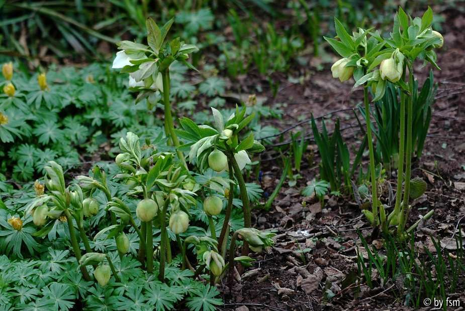 Helleborus 1 Het Wilgenbroek 2005 22-03-2009