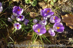21_März 2009 081, kl_, Crocus Yalta_.JPG