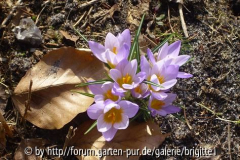 21_März 2009 116,kl_ Crocus Firefly, kl_