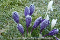 21_März 2009 185,kl_18, Crocus, lila, Gr
