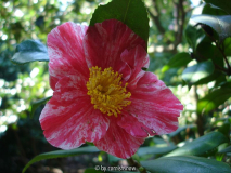 japonica - unbekannt - Villa Anelli