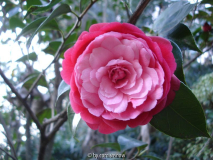'Marchessa Amelia Farragiana'