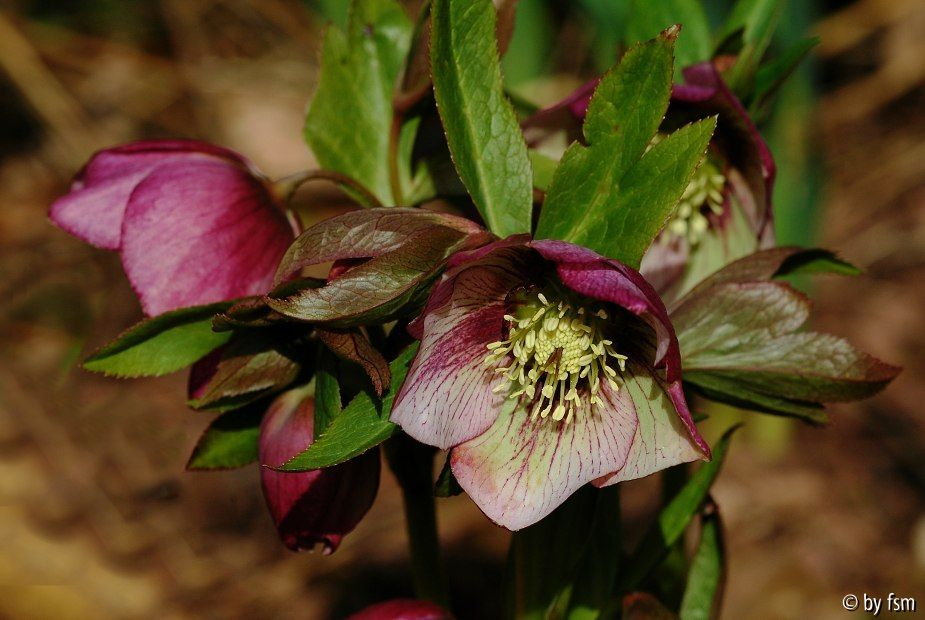 Helleborus 4 a Schmiemann 2007 22-03-2009