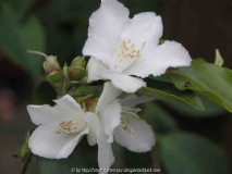 Camellia Fraterna1 09
