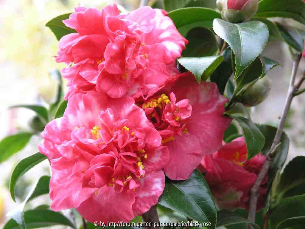 Camellia japonica Feuerwerk var. 09