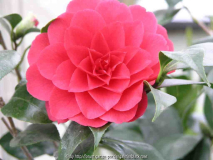 Camellia japonica Eximia 09