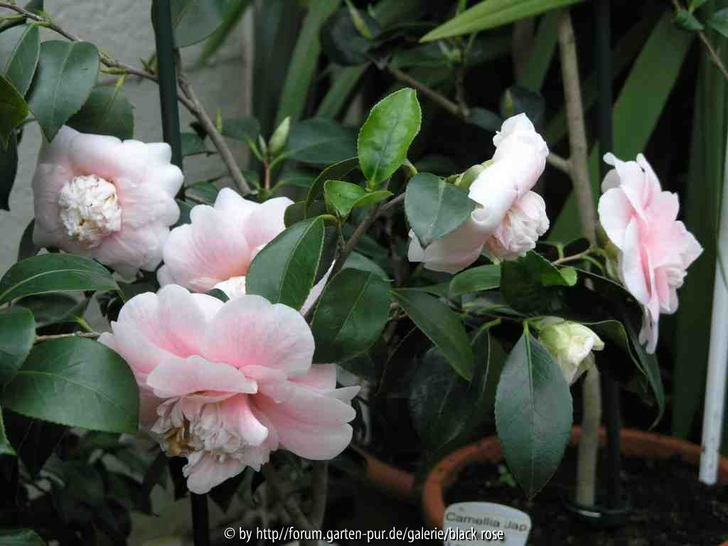 Camellia japonica Elegans Lauterbach 09