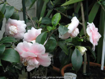 Camellia japonica Elegans Lauterbach 09