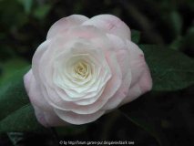Camellia japonica Desire 09