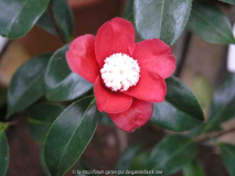 Camellia japonica Bokuhan 09