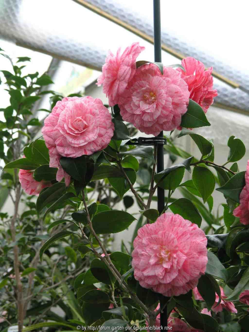 Camellia japonica Bella Romana pfl. 09
