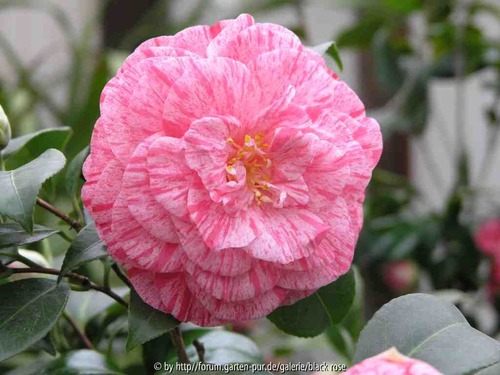 Camellia japonica Bella Romana  09
