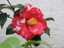 Camellia Japonica Adolphe Auduson sp. 09