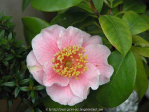 Camellia japonica Mikuni no Homare 09