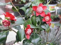 Camellia Japonica Lipstik pfl.09