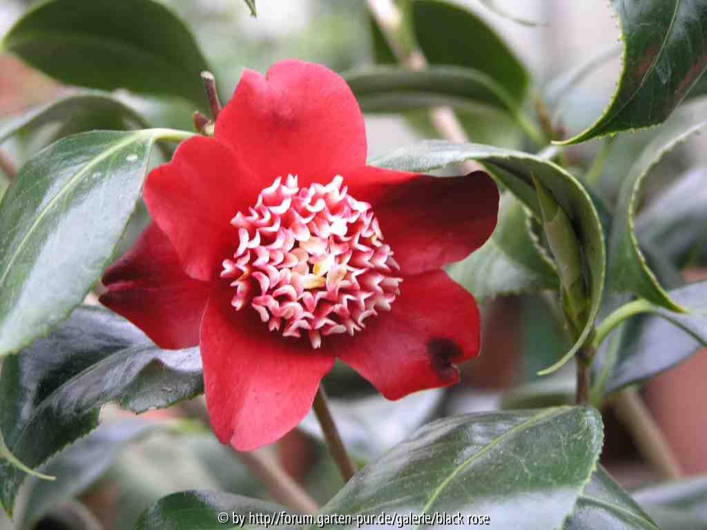 Camellia Japonica Lipstik 309