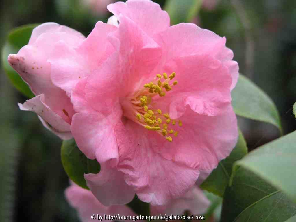 Camellia japonica Laurie Bray 09