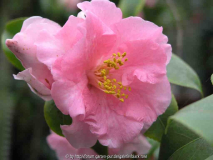 Camellia japonica Laurie Bray 09