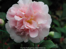 Camellia japonica King Ramson 09