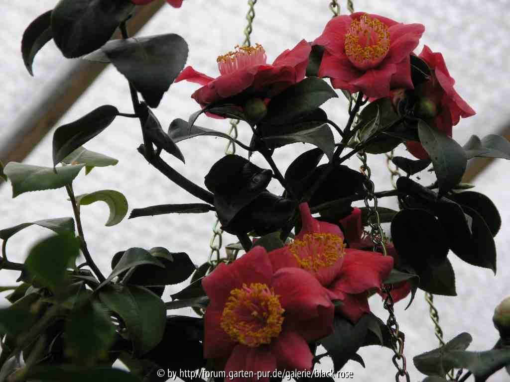 Camellia japonica Hinomaru 09