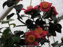 Camellia japonica Hinomaru 09