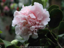 Camellia japonica Hawaii 09