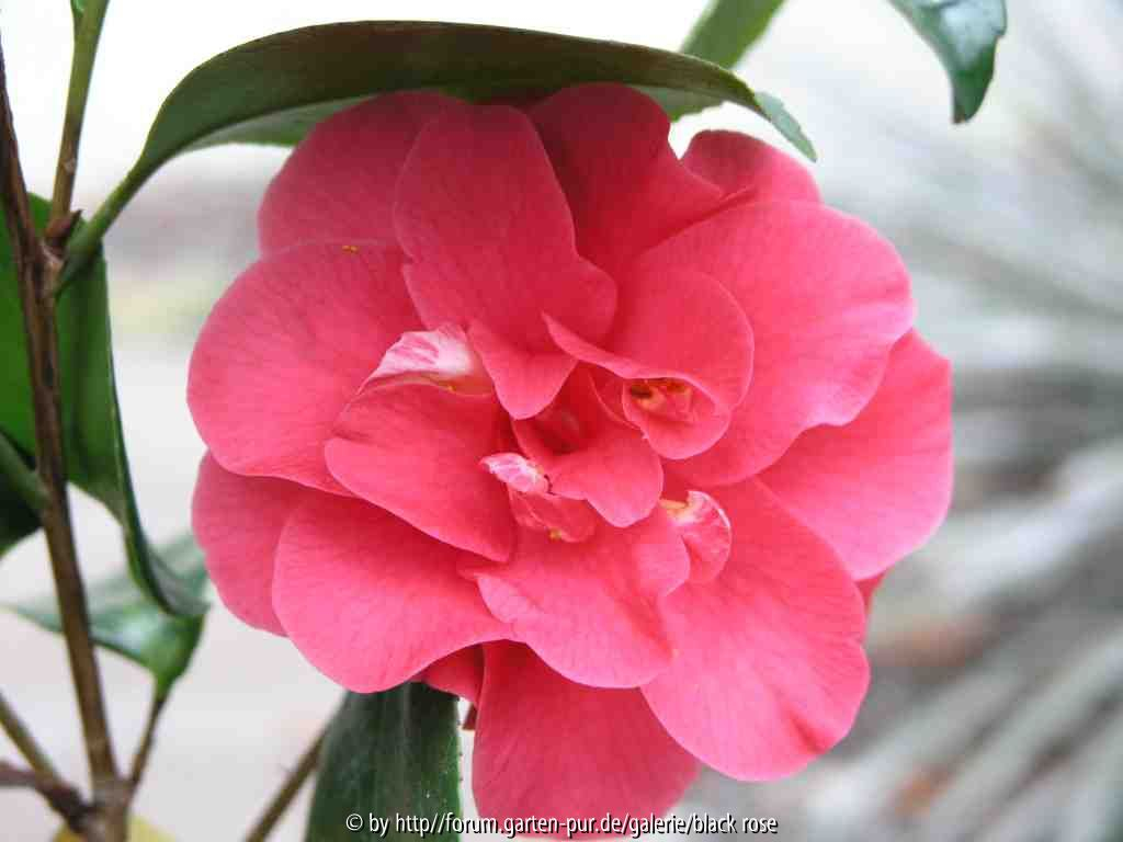Camellia japonica Gloire de Nantes 09