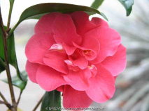 Camellia japonica Gloire de Nantes 09