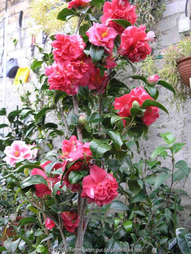 Camellia japonica Feuerwerk var.pfl. 09