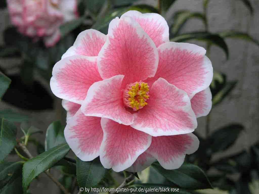 Camellia Japonica Yours Truly 09