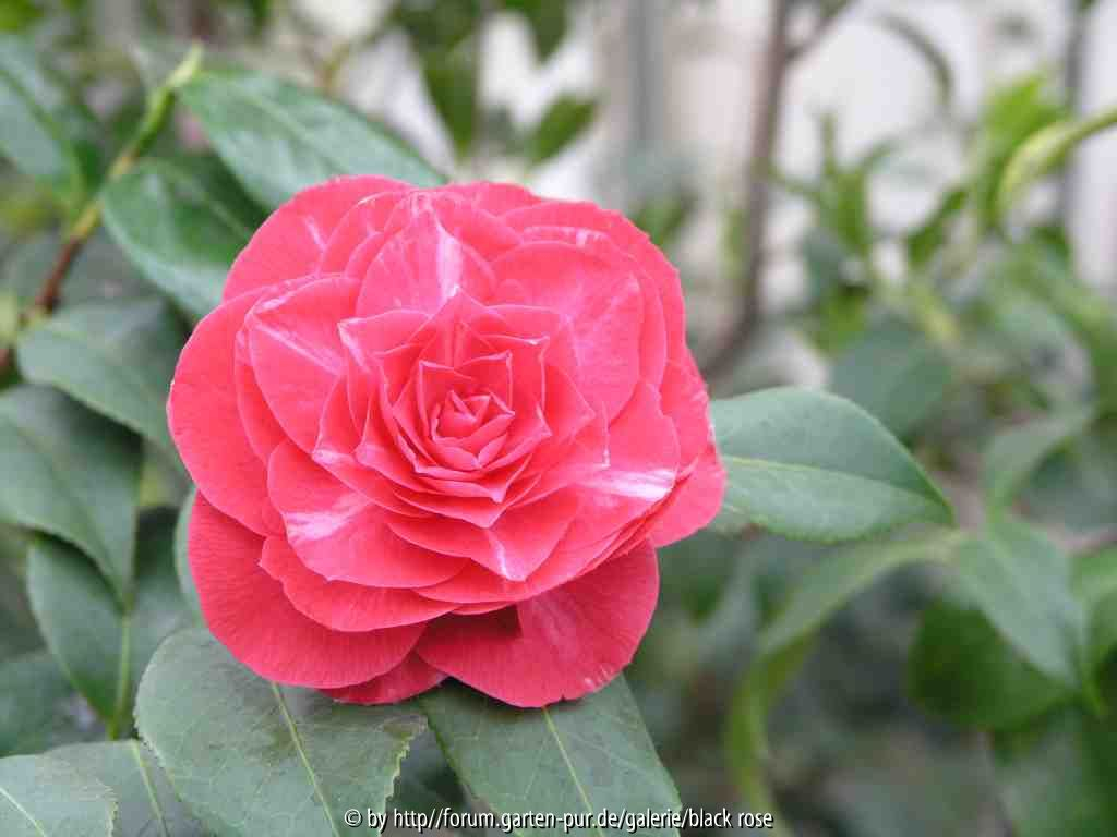 Camellia japonica Orondako1 09