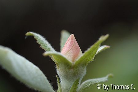 Knospe einer Birnenquitte