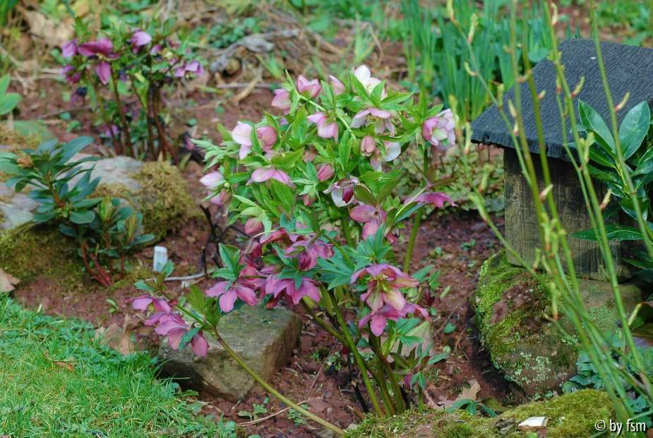 Helleborus Schmiemann Ensemble 1 2007 02-03-2008
