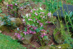 Helleborus Schmiemann Ensemble 1 2007 02-03-2008