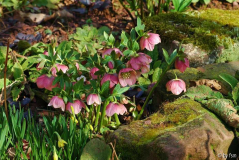Helleborus Schmiemann Portrait 1 2007 02-03-2008