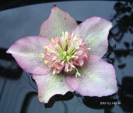Helleborus Smlg rosa-Pünktchen-anemone2 2009