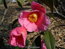 C. tricuspidata