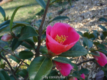 C. saluenensis I