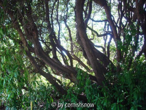 Rhododendron arboreum I