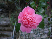 japonica 'Preston Rose'